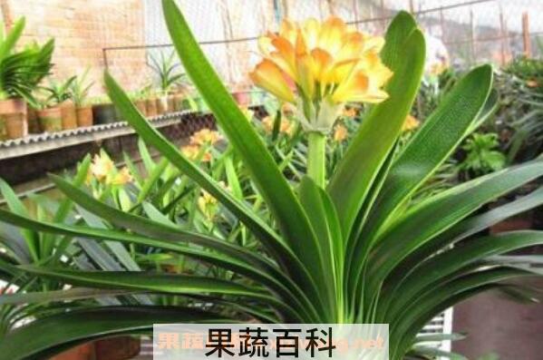 君子兰怎么养殖 君子兰的养殖方法和注意事项