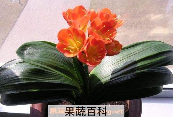 君子兰怎么养殖 君子兰的养殖方法和注意事项