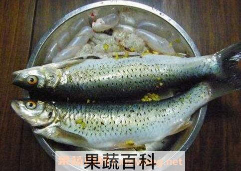 马郎鱼的功效营养与药用价值