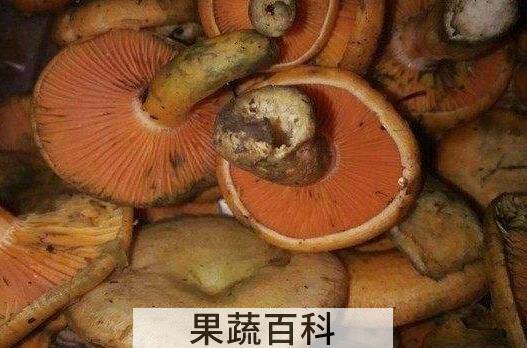 松树菌不能与什么同吃 哪些人不能吃松树菌
