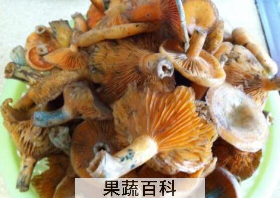 哪些人不能吃松树菌