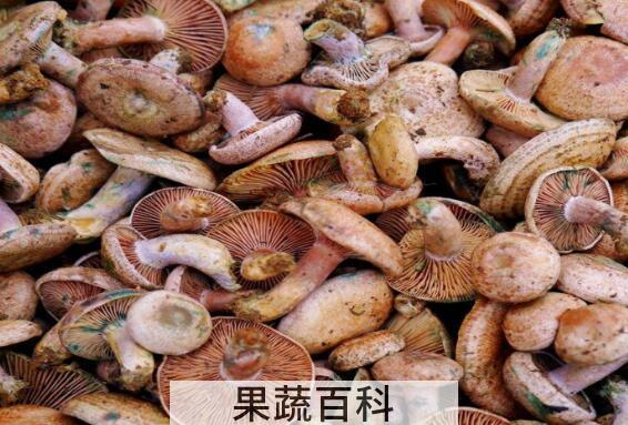 松树菌的功效与作用及禁忌