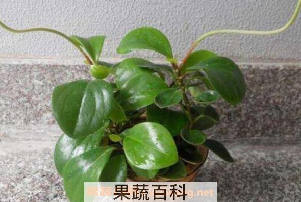 碧玉怎么养 碧玉的养殖方法和注意事项