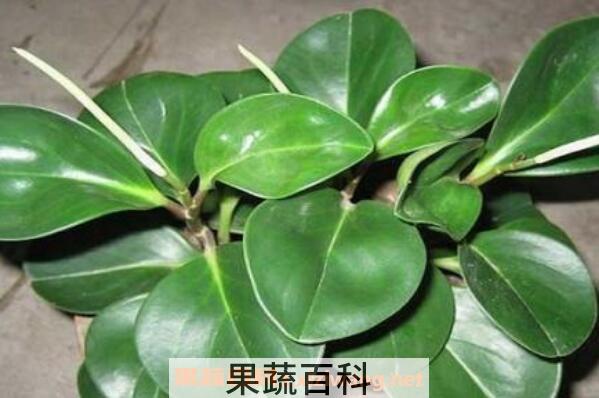 碧玉怎么养 碧玉的养殖方法和注意事项