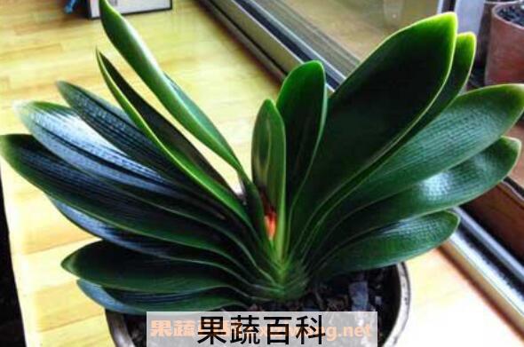君子兰种子如何发芽 君子兰发芽后怎么处理