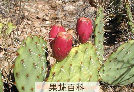 仙人掌油
