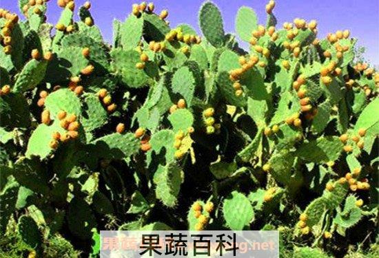 仙人掌油