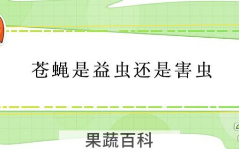 苍蝇是益虫还是害虫