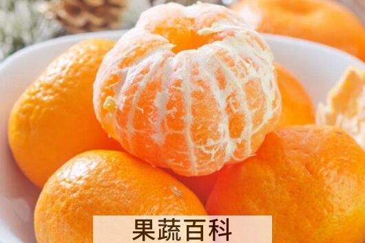 贡桔的功效与作用及禁忌