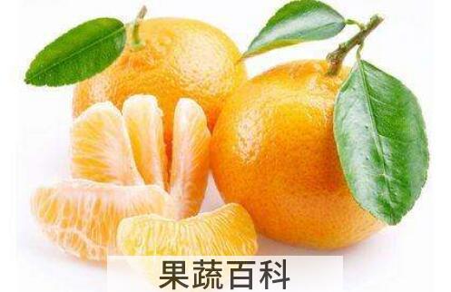 贡桔的功效与作用及禁忌