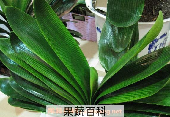 君子兰夹箭怎么办
