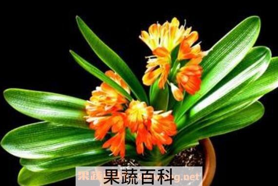 君子兰夹箭怎么办