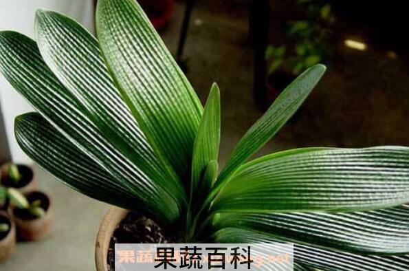 君子兰烂根怎么办 君子兰烂根怎么办