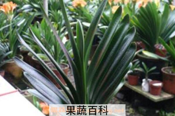 君子兰烂根怎么办 君子兰烂根怎么办