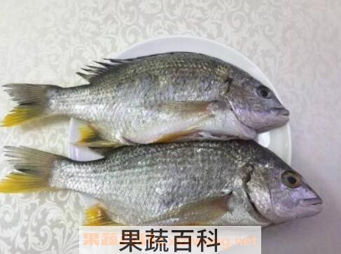 黄翅鱼有什么功效