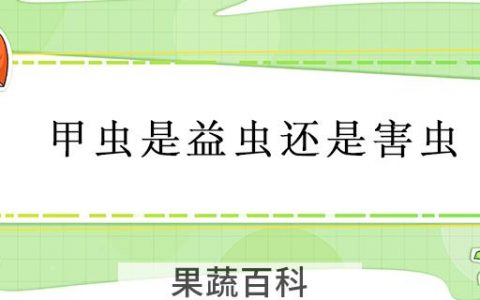 甲虫是益虫还是害虫