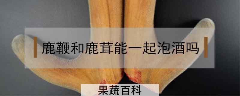 鹿鞭和鹿茸能一起泡酒吗