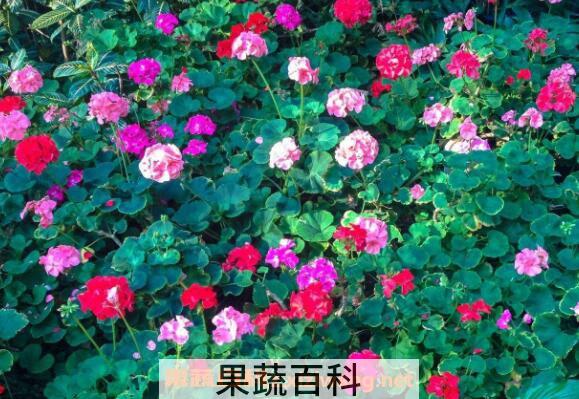 天竺葵的功效与作用 天竺葵能美容吗