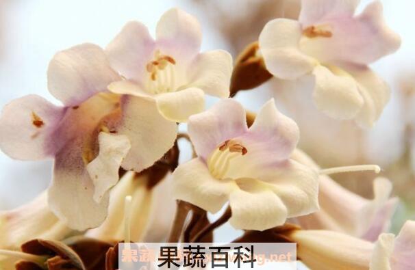 梧桐花的功效与作用 梧桐花的药用价值