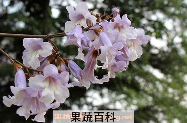 梧桐花的功效与作用 梧桐花的药用价值