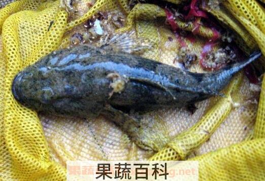  竹壳鱼的功效与作用及食用方法