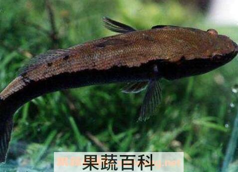  竹壳鱼的功效与作用及食用方法