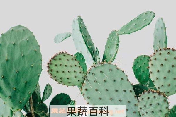 仙人掌籽