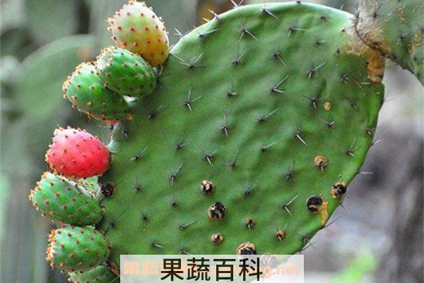 仙人掌籽
