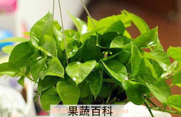 绿萝叶子发黄是什么原因 绿萝叶子发黄怎么办