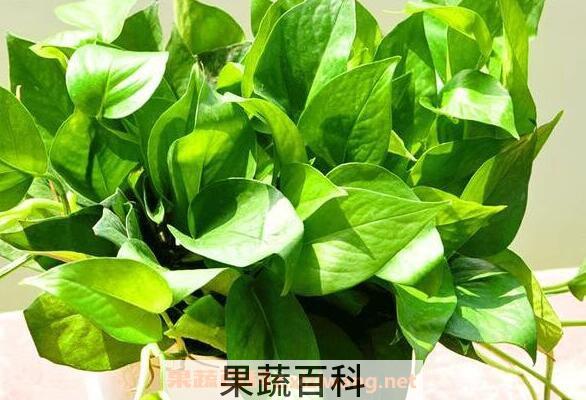 绿萝叶子发黄是什么原因 绿萝叶子发黄怎么办