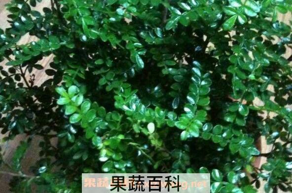 清木香的作用与功效