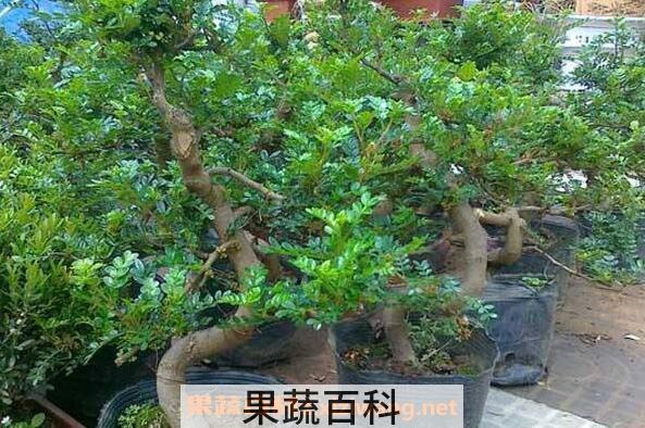 清木香的作用与功效
