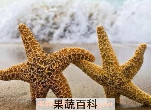 海星怎么吃 海星的吃法技巧