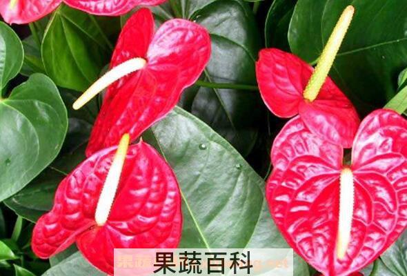 红掌叶子发黄怎么办 红掌叶子发黄的解决办法