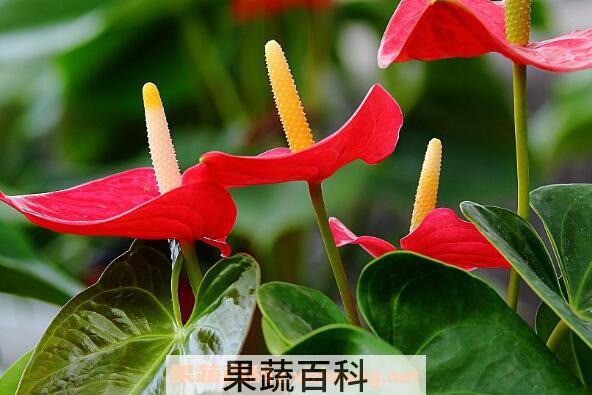 红掌叶子发黄怎么办 红掌叶子发黄的解决办法