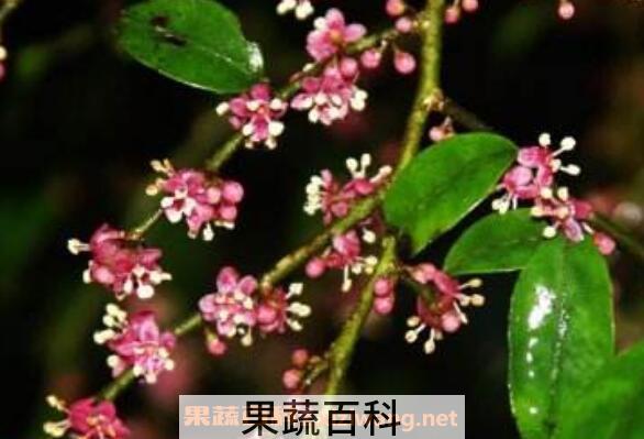 米碎花的功效与作用 米碎花的副作用