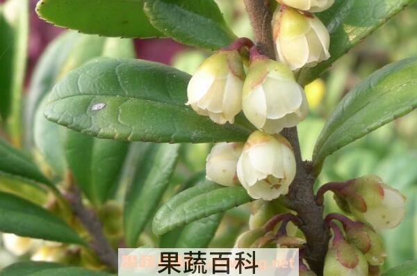 米碎花的功效与作用 米碎花的副作用