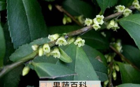 米碎花怎么养殖 米碎花的养殖方法