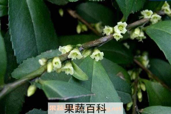 米碎花怎么养殖 米碎花的养殖方法