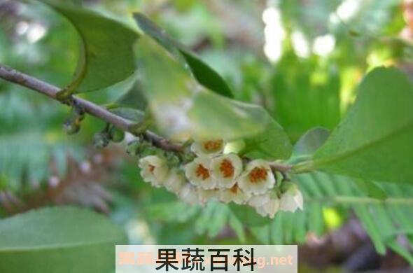 米碎花怎么养殖 米碎花的养殖方法