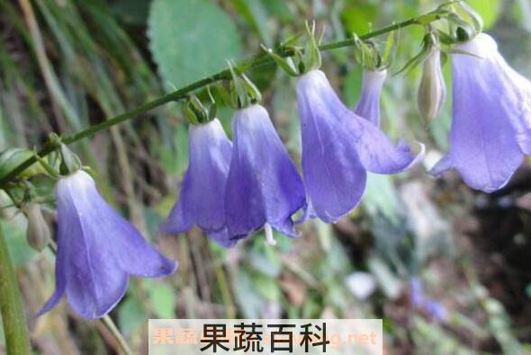 铃铛花怎么养殖 铃铛花的养殖方法和注意事项