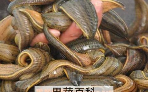 水蛭泡蜂蜜的功效与作用