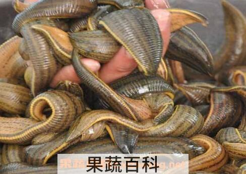 水蛭泡蜂蜜的功效与作用