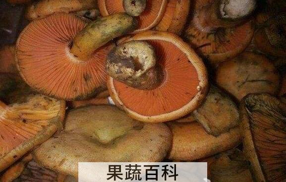 松树菌的功效与作用及食用方法