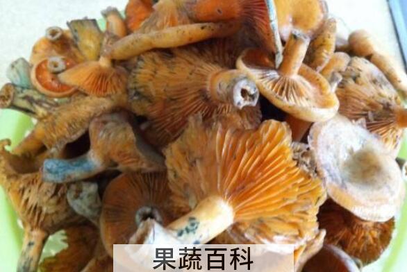 松树菌的功效与作用及食用方法