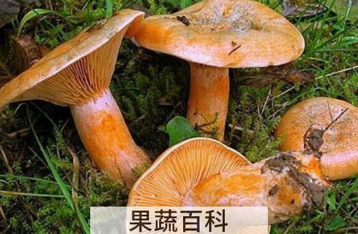 重阳菌的功效与作用 重阳菌怎么吃
