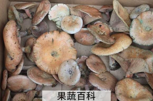 重阳菌的功效与作用 重阳菌怎么吃