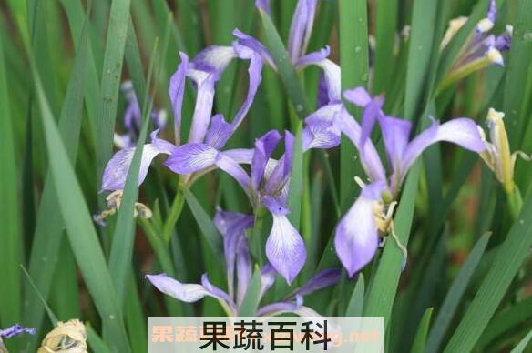 马蔺花的功效与作用及禁忌