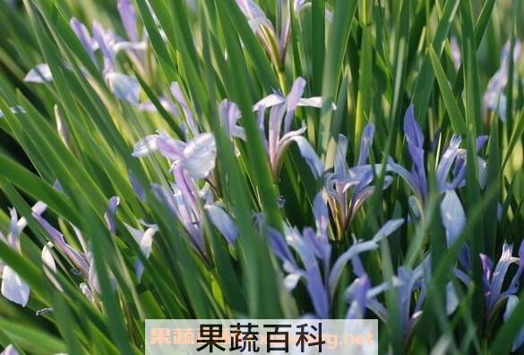 马蔺花的功效与作用及禁忌