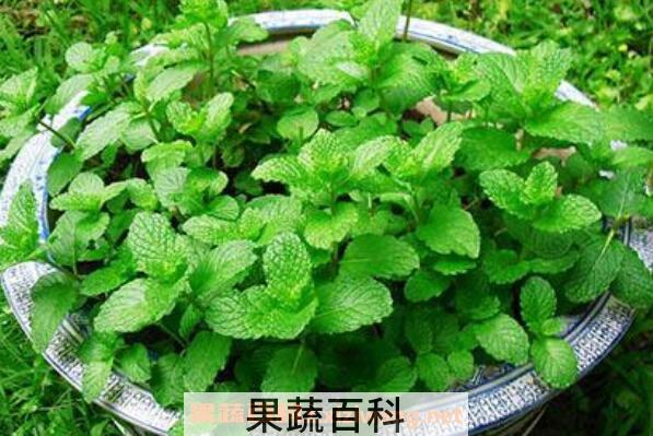 薄荷的养殖方法和注意事项